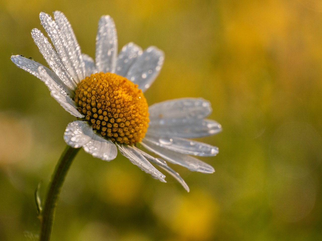 daisy, flower, beautiful flowers-5237787.jpg